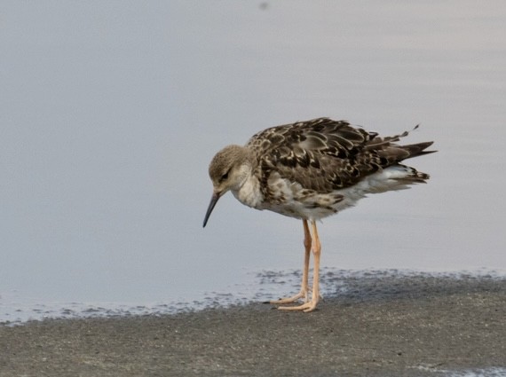 Ruff - ML643021720