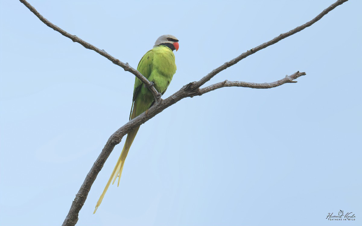 Nicobar Parakeet - ML643021721