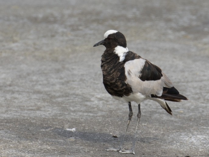 Blacksmith Lapwing - ML643021722