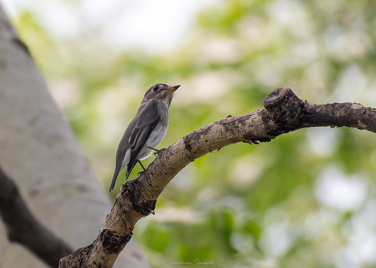 Asian Brown Flycatcher - ML643021743