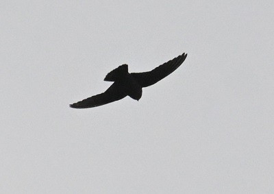 Dusky Crag-Martin - ML643021747