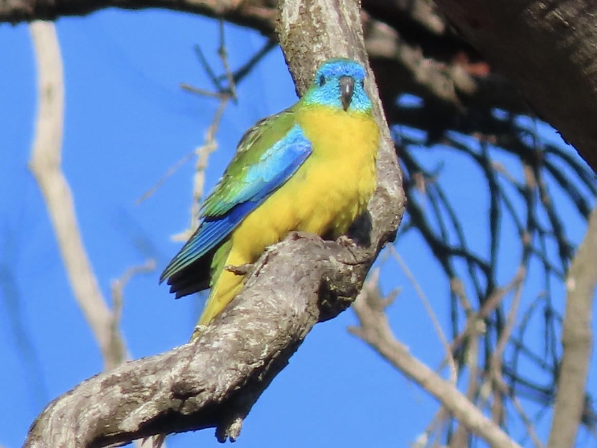 Turquoise Parrot - ML643021753