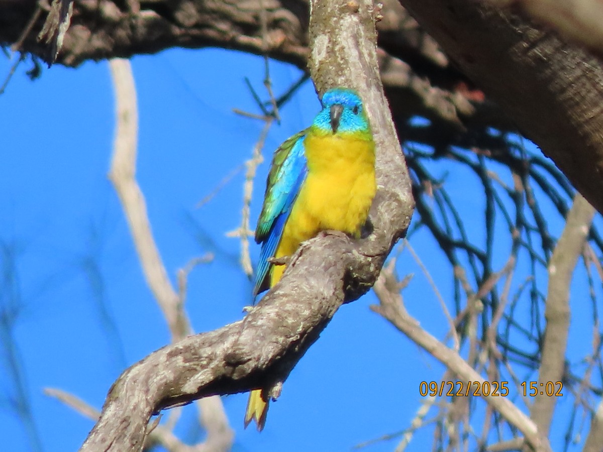 Turquoise Parrot - ML643021754