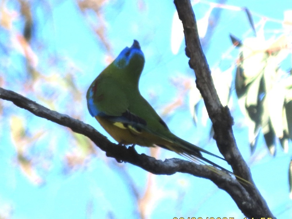 Turquoise Parrot - ML643021756