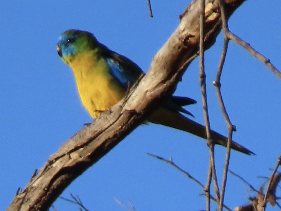 Turquoise Parrot - ML643021757