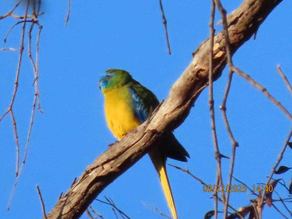 Turquoise Parrot - ML643021758
