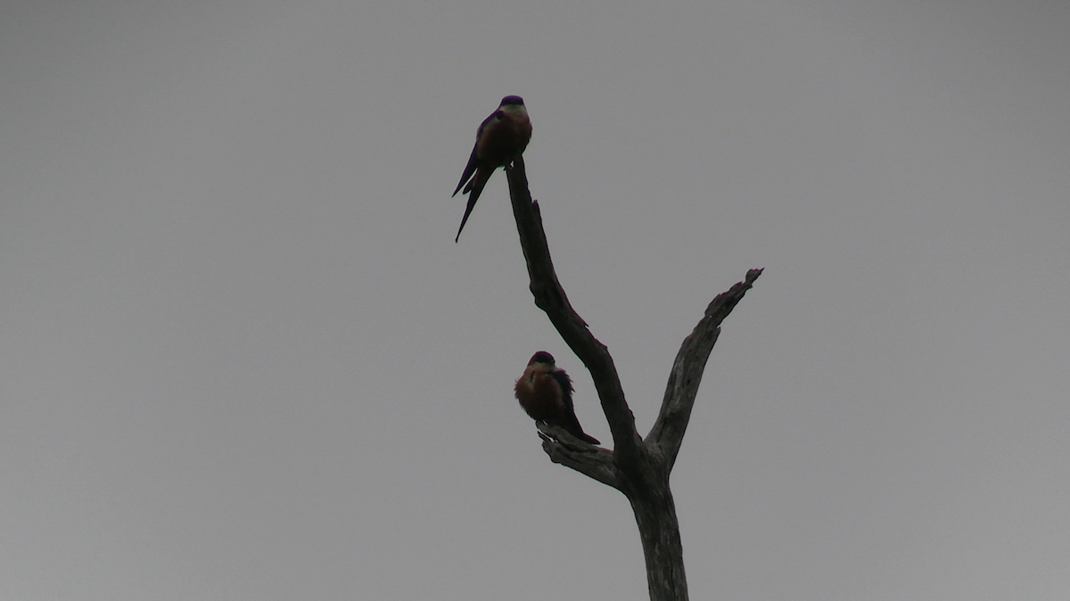 Golondrina Senegalesa - ML643021763