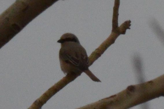 Isabelline Shrike - ML643021766