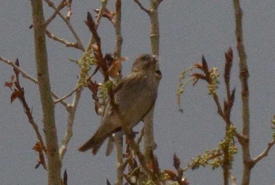Common Rosefinch - ML643021773