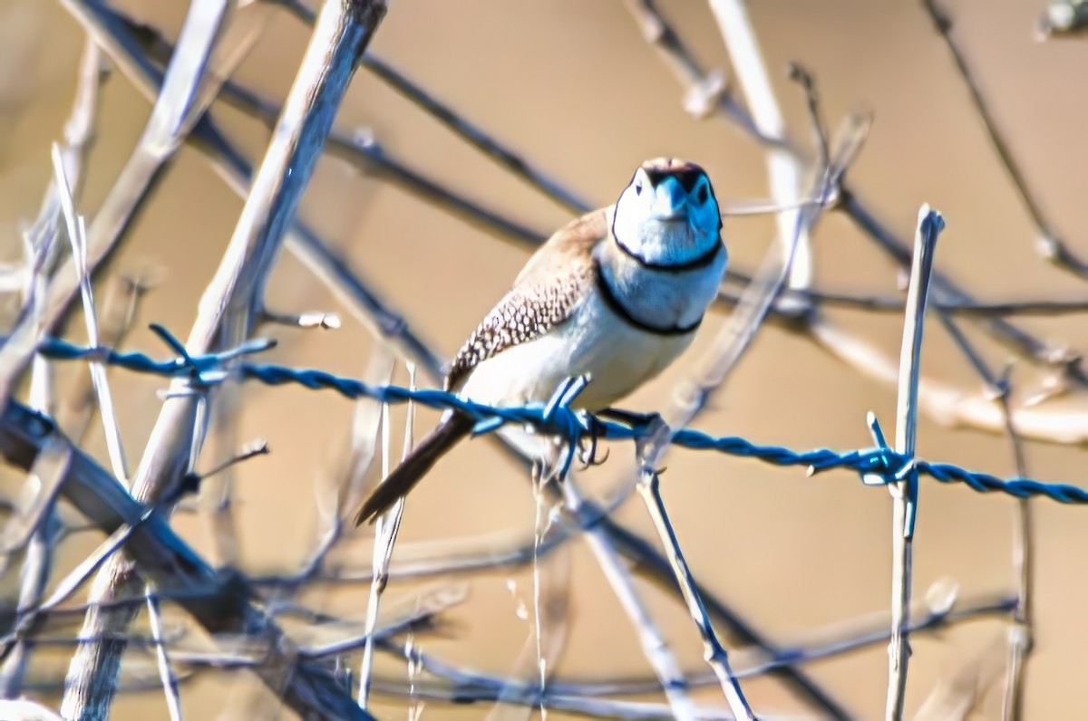 Double-barred Finch - ML643021781