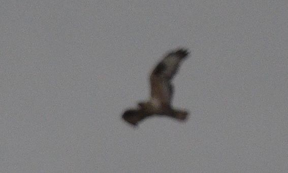 Upland Buzzard - ML643021785