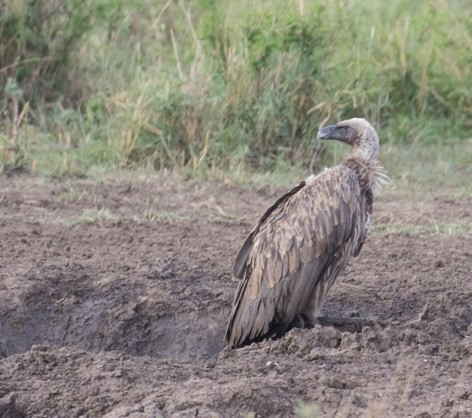 White-backed Vulture - ML643021786