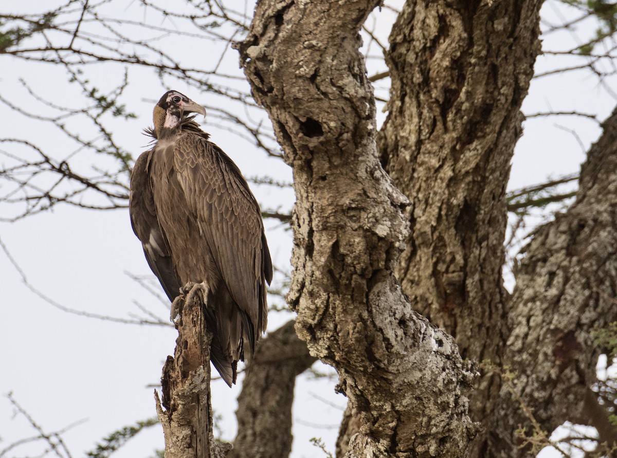 Hooded Vulture - ML643021787