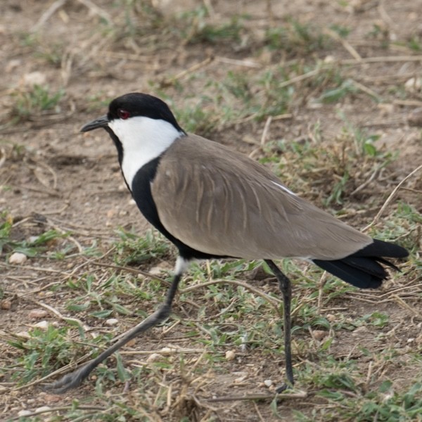 Spur-winged Lapwing - ML643021789