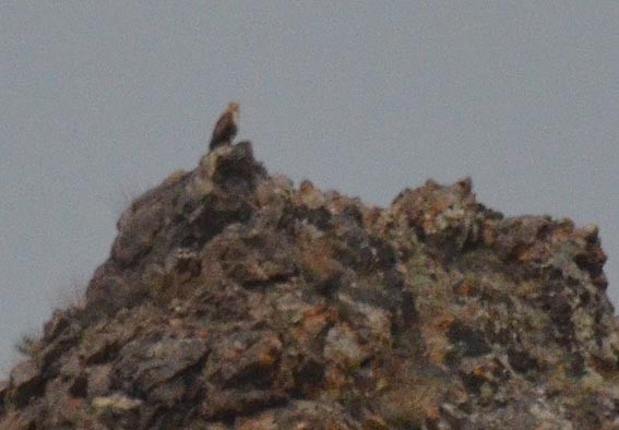 Upland Buzzard - ML643021790