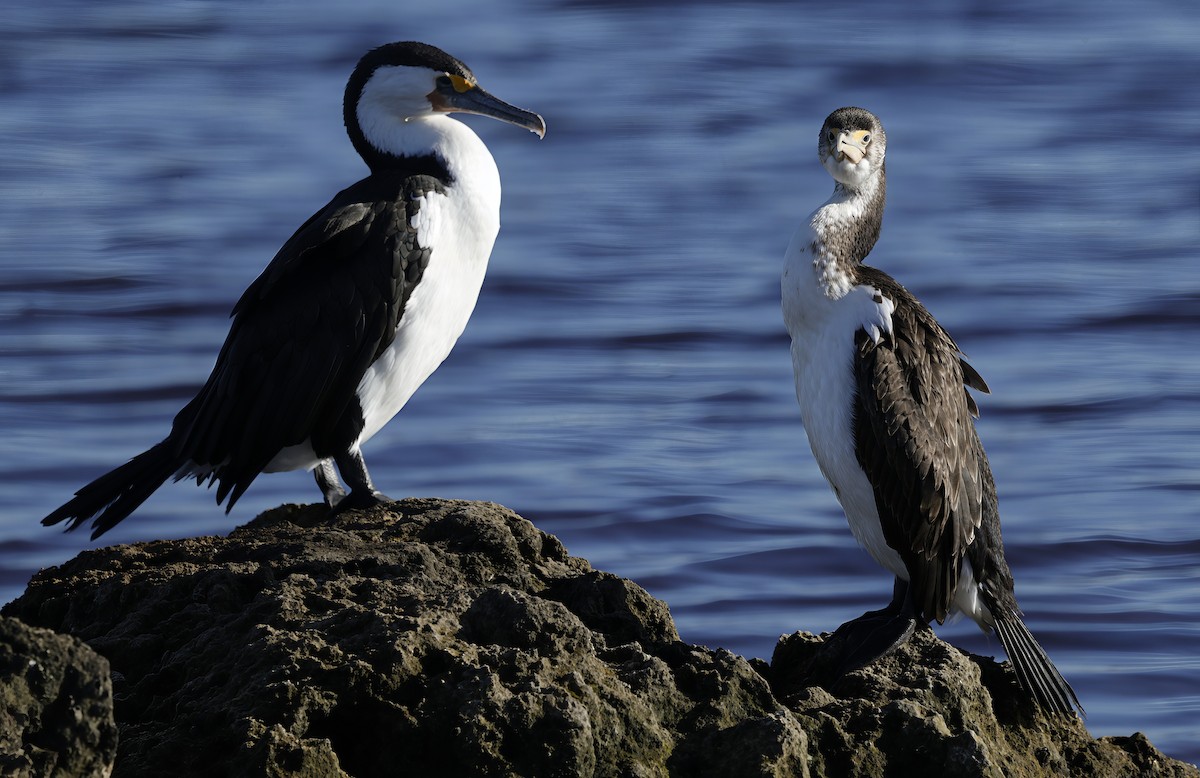 Pied Cormorant - ML643021791