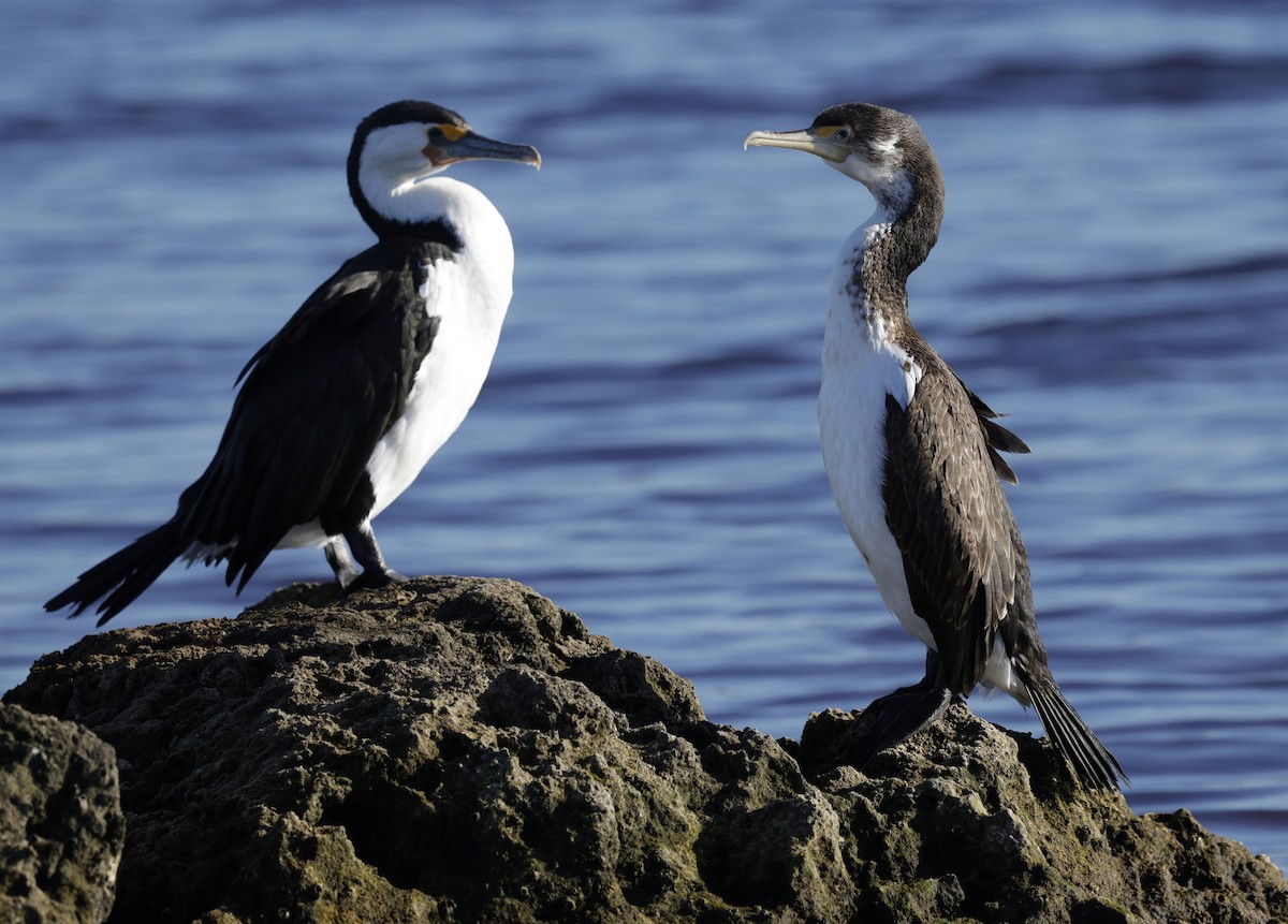 Pied Cormorant - ML643021792