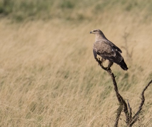 Savannenadler - ML643021803