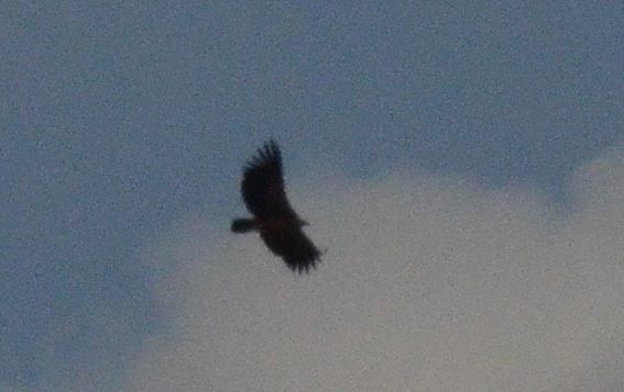 Steppe Eagle - ML643021833