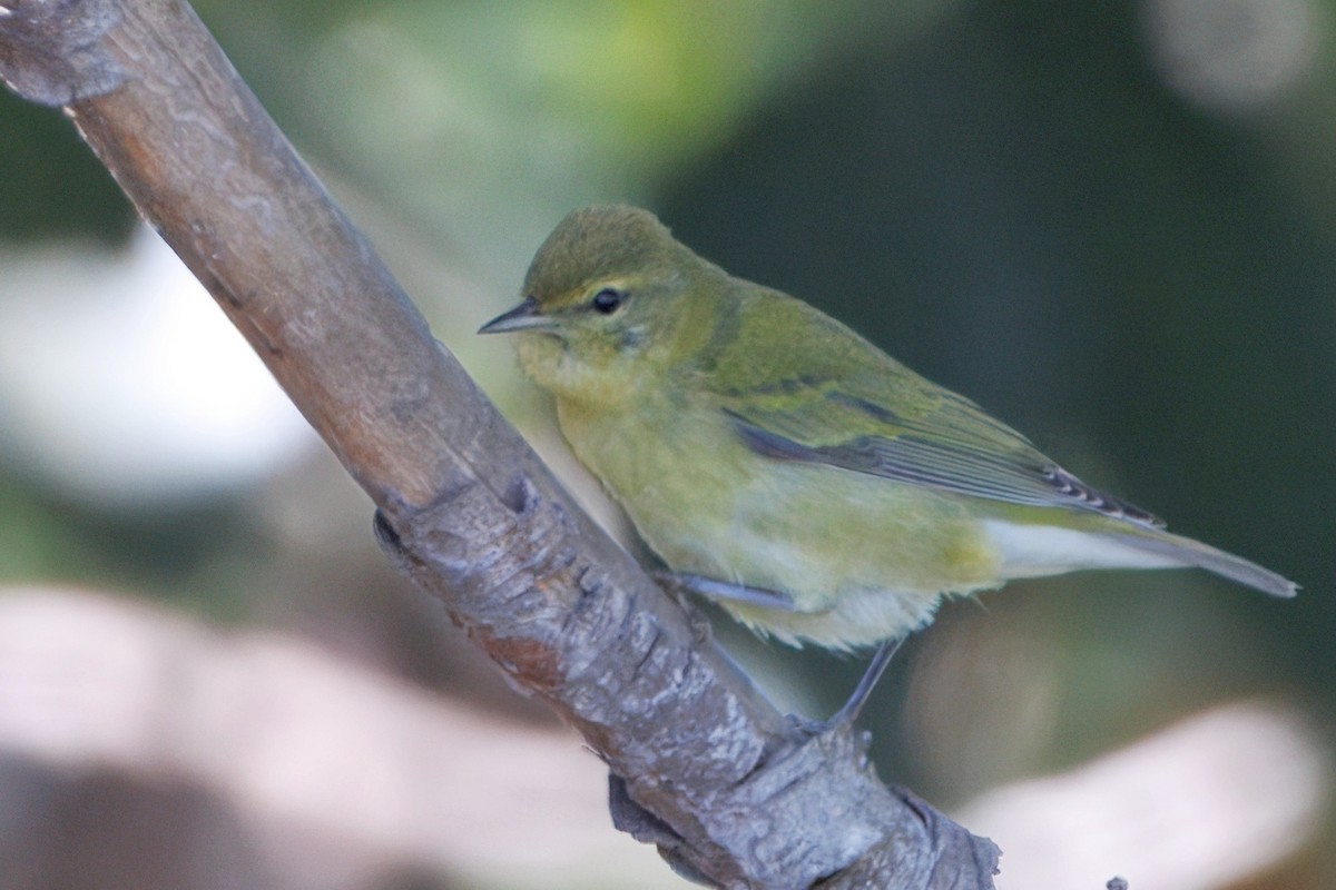 Tennessee Warbler - ML643021835