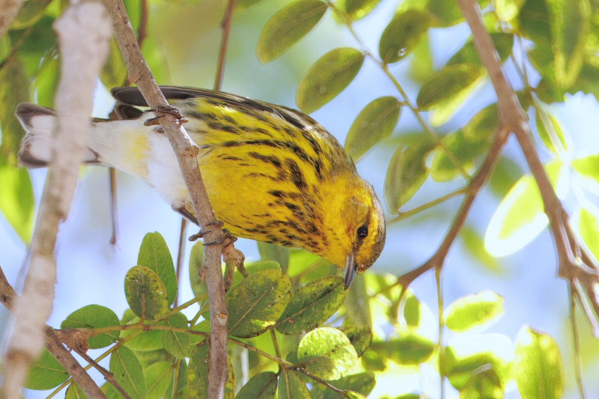Cape May Warbler - ML643021836