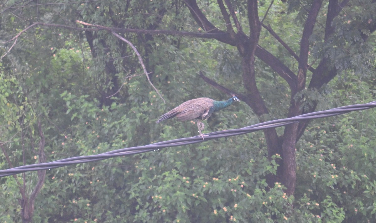 Indian Peafowl - ML643021837