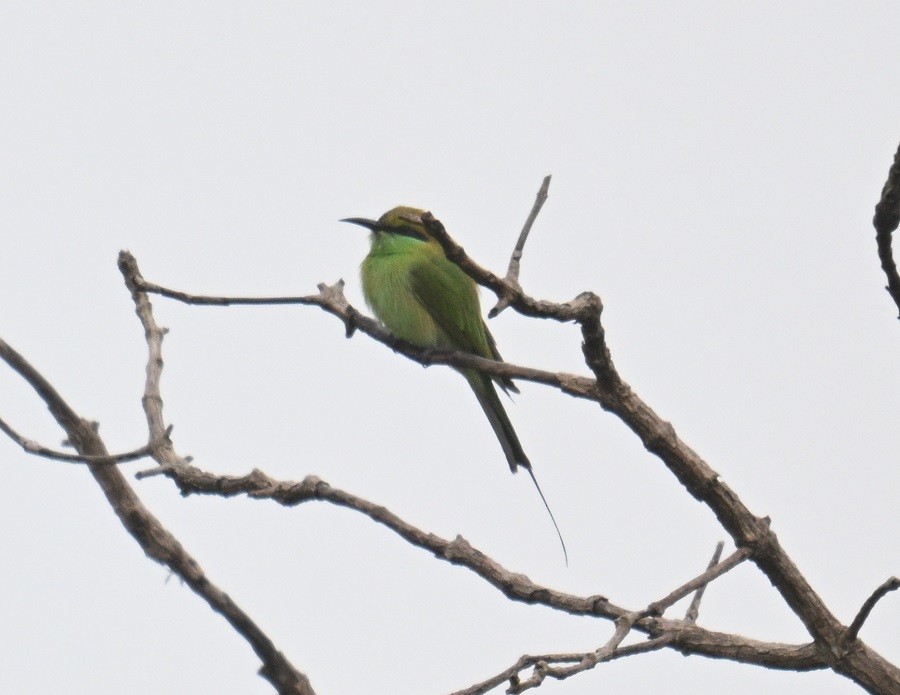 Asian Green Bee-eater - ML643021838