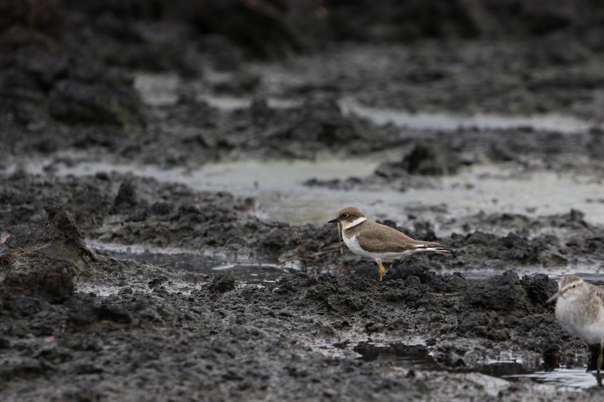 Little Ringed Plover - ML643021839