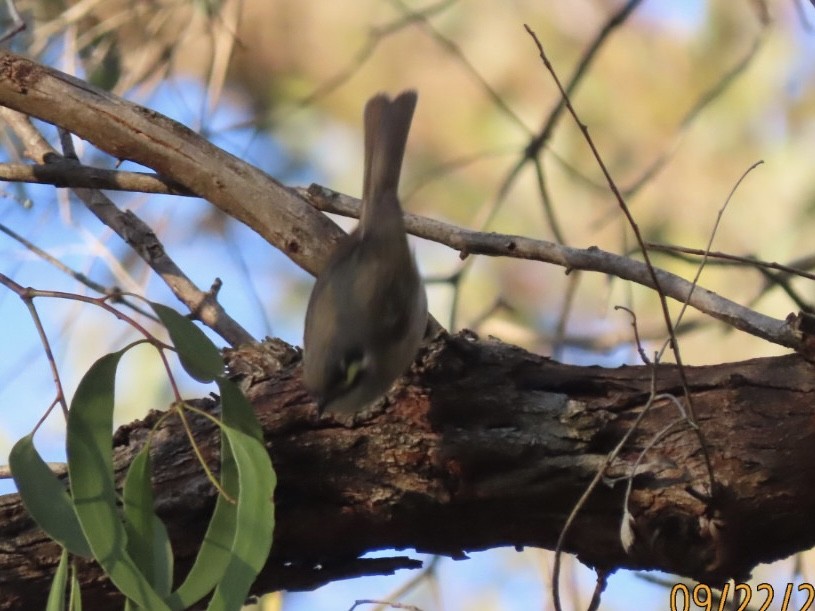 Yellow-faced Honeyeater - ML643021840