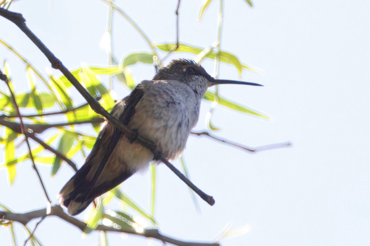 Ruby-throated Hummingbird - ML643021842