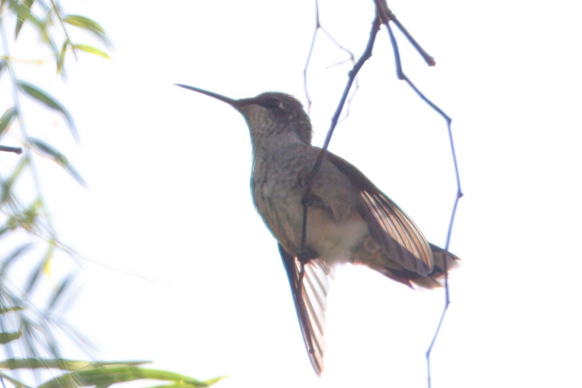 Ruby-throated Hummingbird - ML643021843