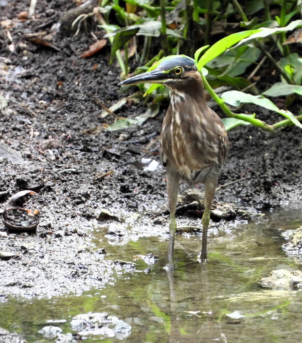Striated Heron - ML643021844