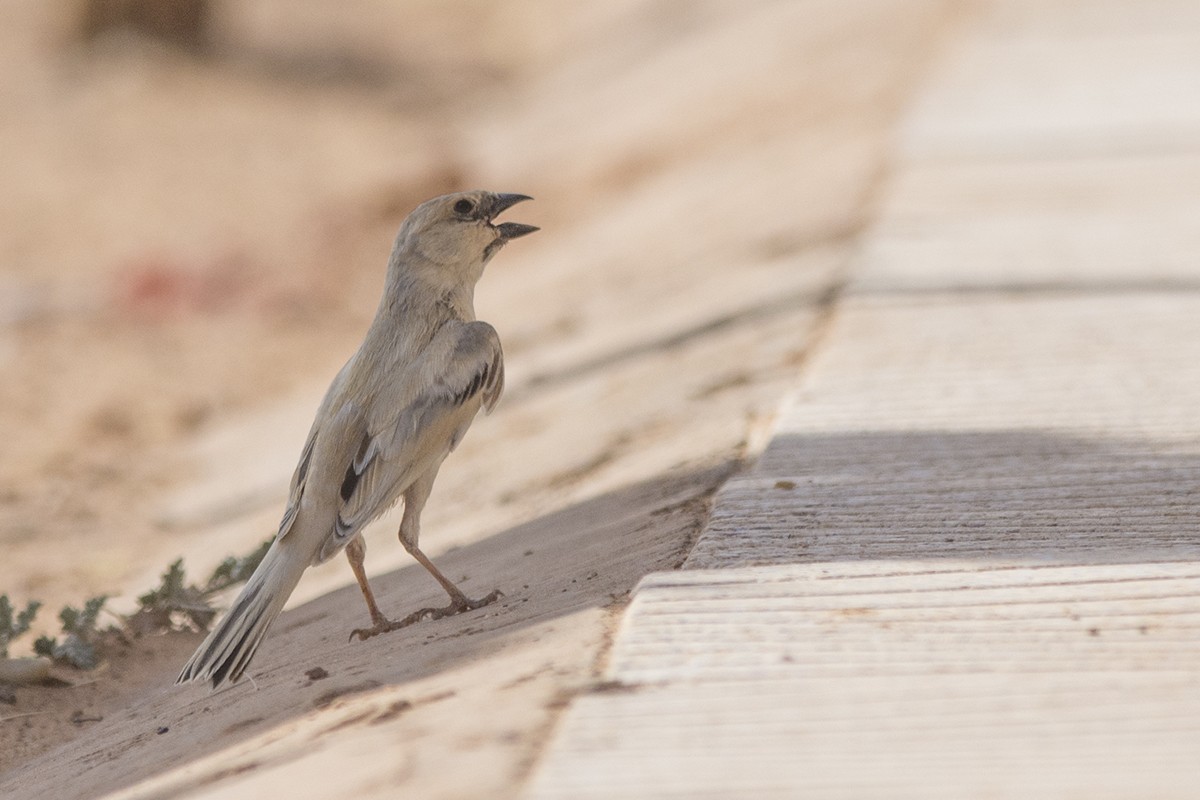 Desert Sparrow - ML643021845