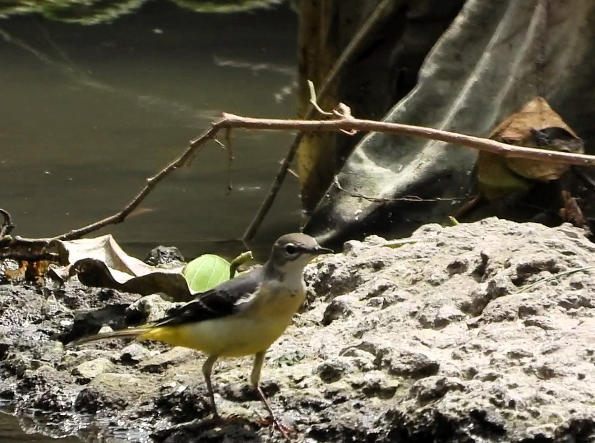 Gray Wagtail - ML643021846