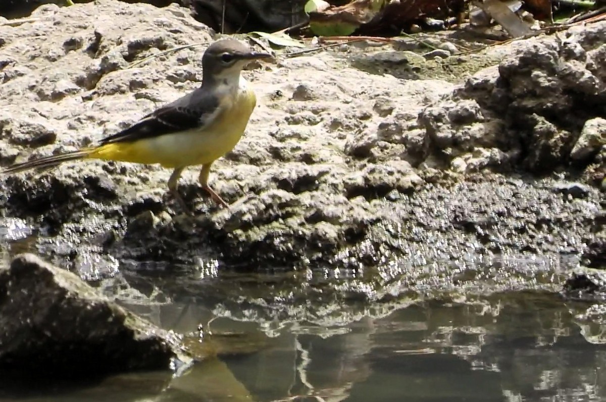 Gray Wagtail - ML643021847