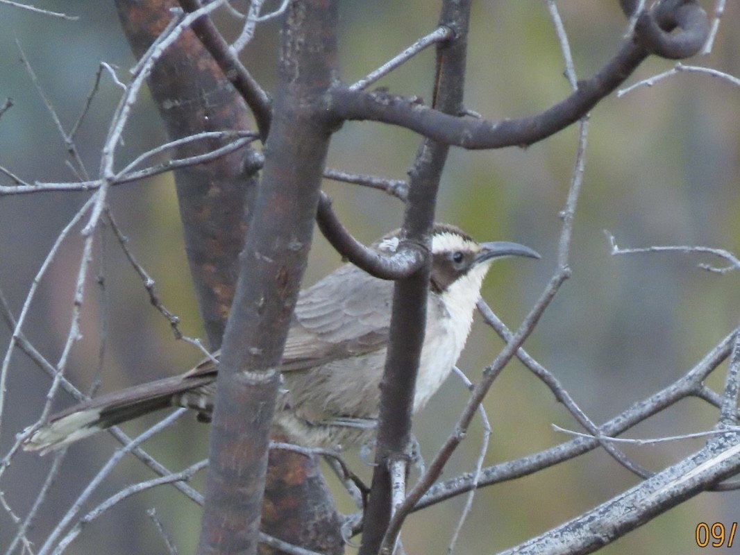 White-browed Babbler - ML643021848