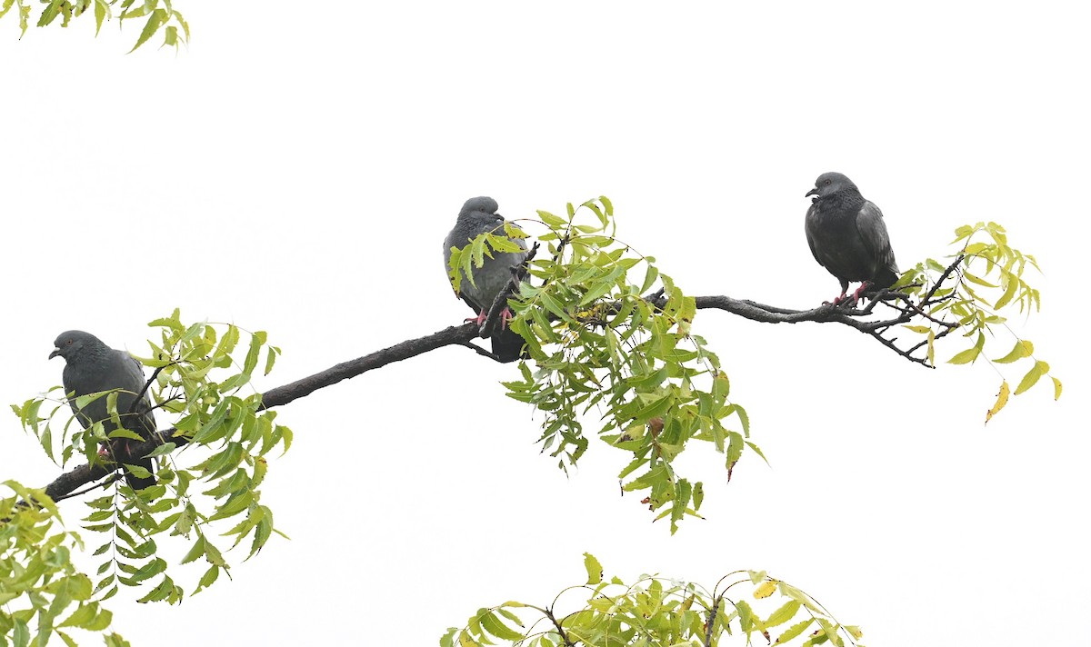 Rock Pigeon (Feral Pigeon) - ML643021850