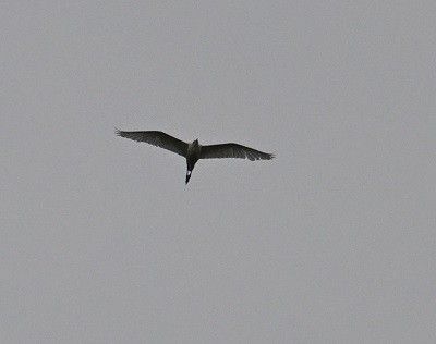 Eastern Cattle-Egret - ML643021853