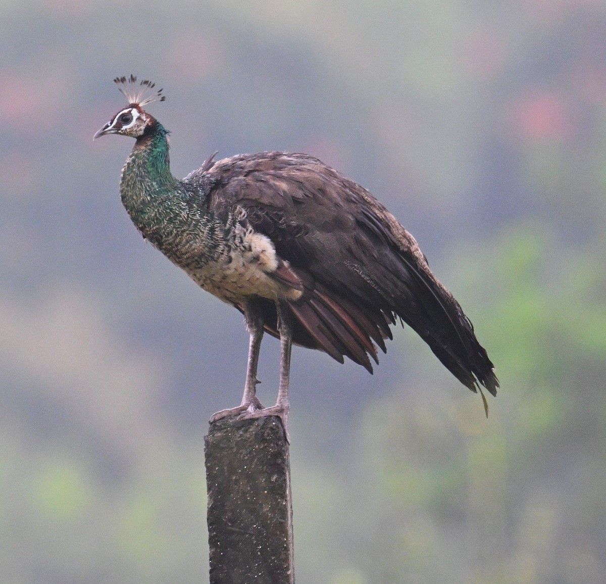 Indian Peafowl - ML643021855
