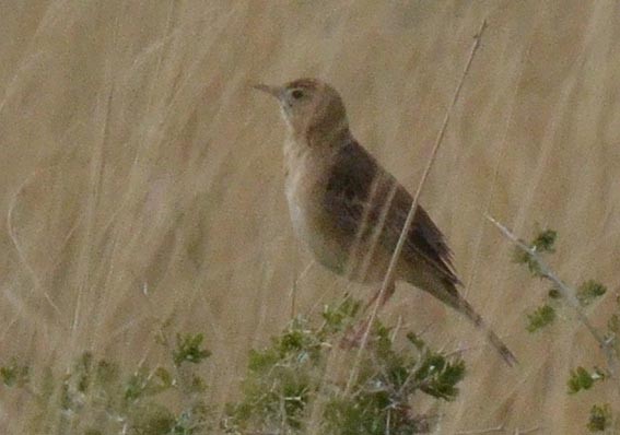 Richard's Pipit - ML643021857