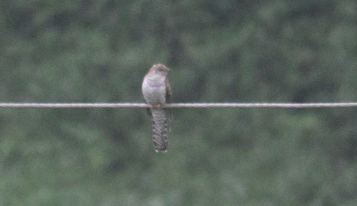 Common Cuckoo - ML643021858