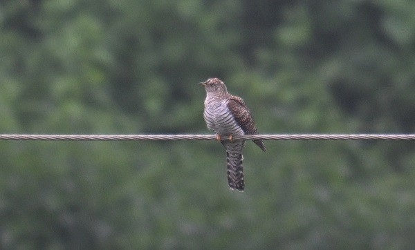 Common Cuckoo - ML643021859