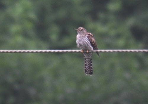 Common Cuckoo - ML643021860