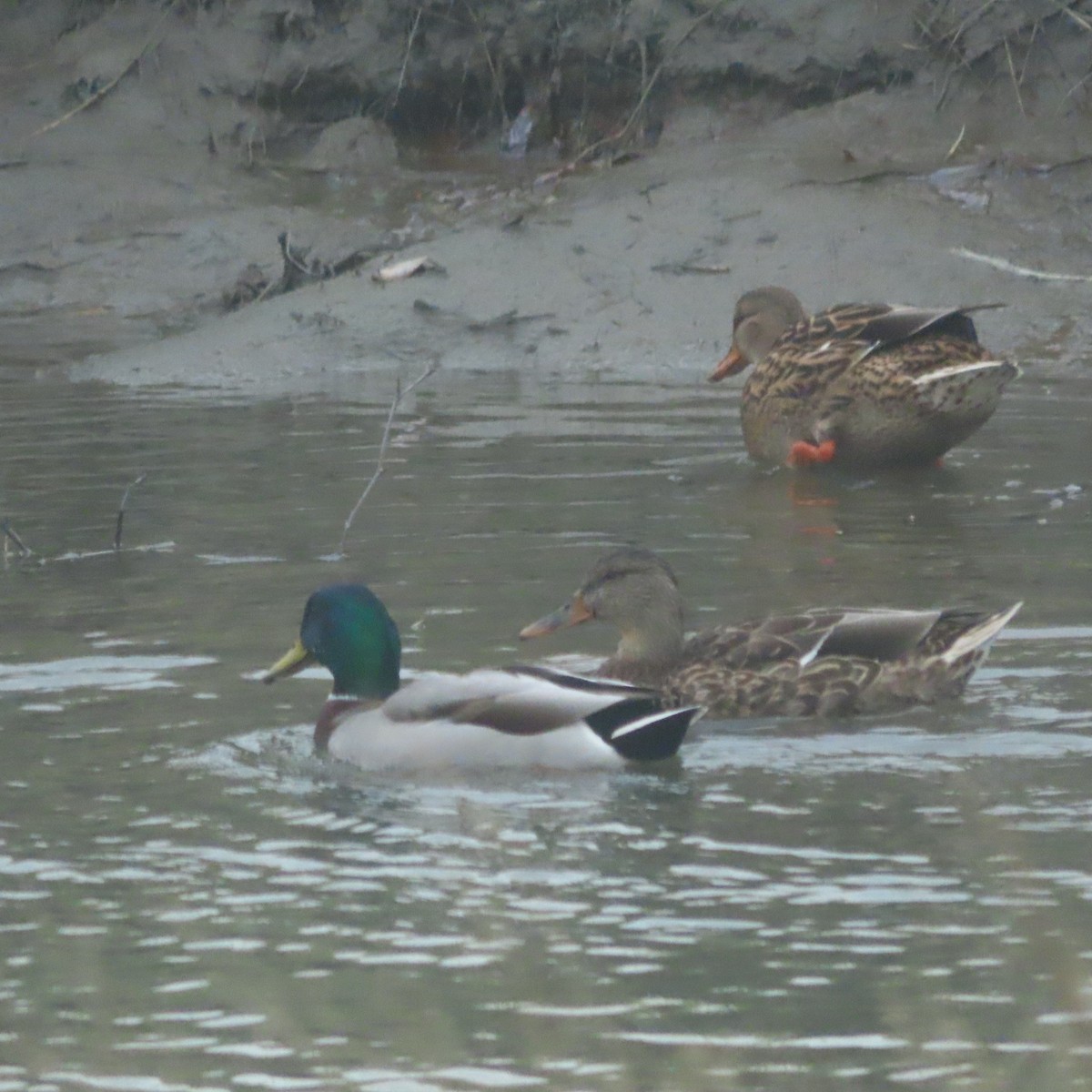 Mallard - ML643021862