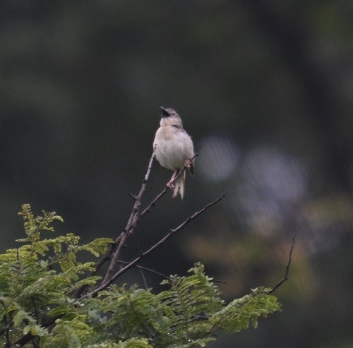 Jungle Prinia - ML643021863
