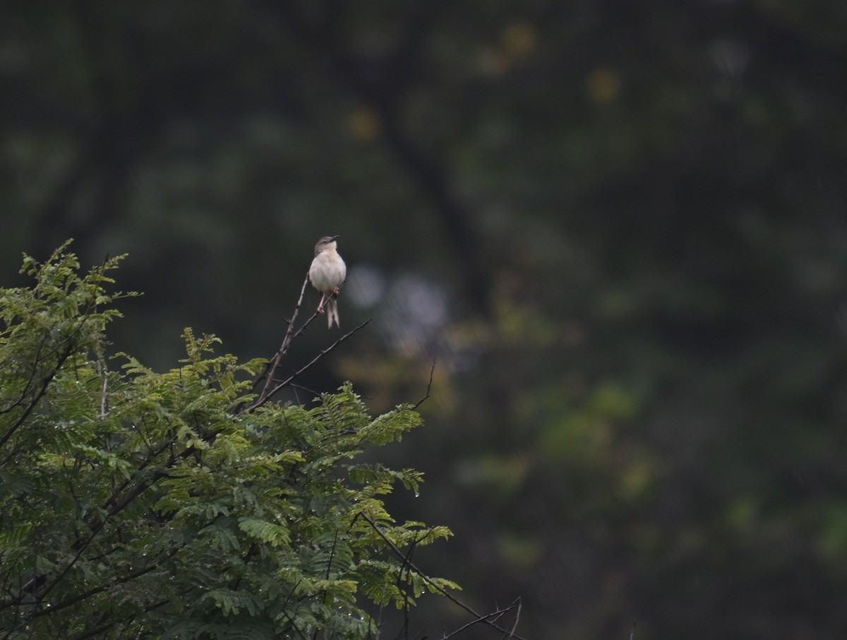 Jungle Prinia - ML643021864