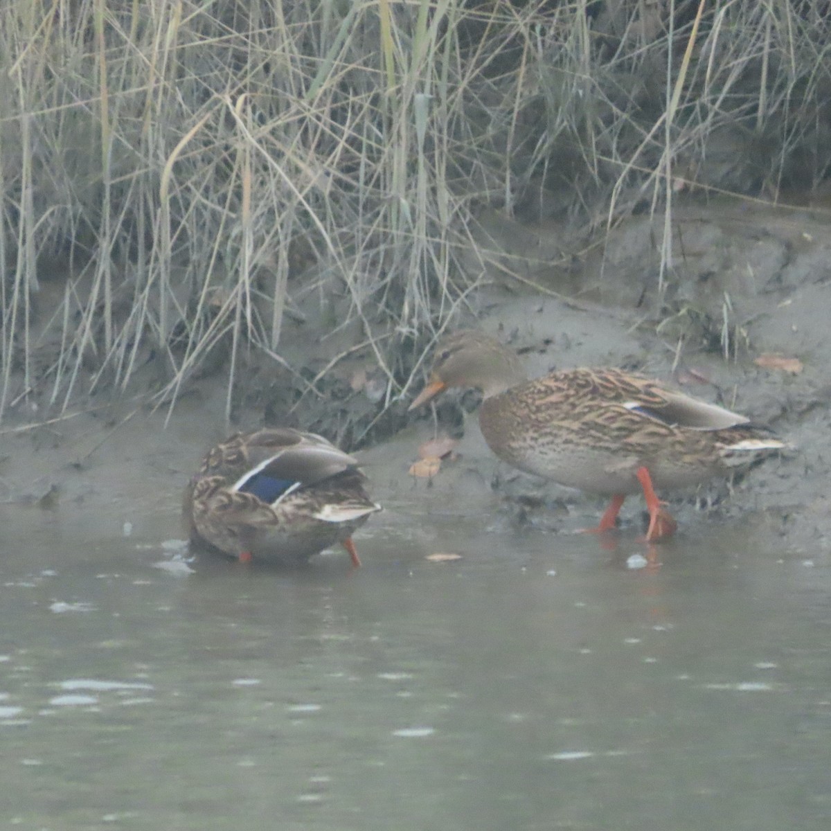 Mallard - ML643021865