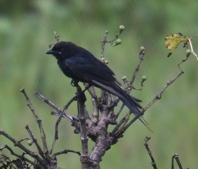 Black Drongo - ML643021866