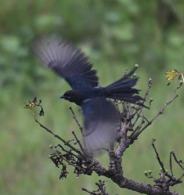 Black Drongo - ML643021867