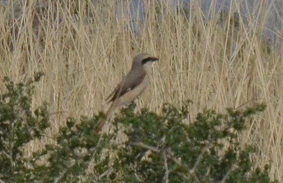 Isabelline Shrike - ML643021868